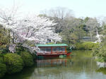 神泉苑の桜。