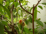 P1010024.jpg