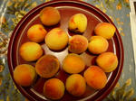 P1010026.jpg
