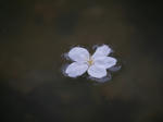 nisinomiya-kennji-005.jpg