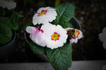 P1000792pot.jpg