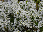 P1010287.24jpg.jpg