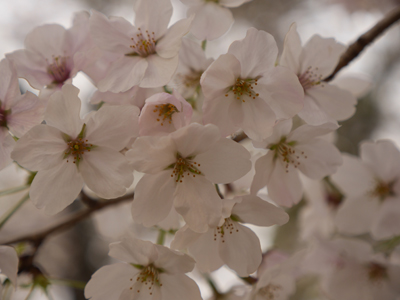 P1010482sakura.jpg