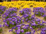 P1010675sumire.jpg