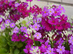 P1010438.sakurasoujpg.jpg