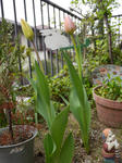 P1000010thurippu.jpg