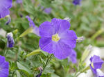 hana6-2P1000964.jpg