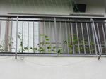 goyaP1000966.jpg