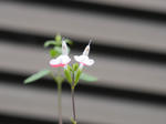 613P1000967.jpg
