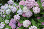 1ajisaiIMG_0507.jpg