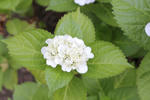 4ajisaiIMG_0515.jpg