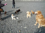 2011_03150004-2.JPG