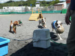 2011_07170016-2.JPG