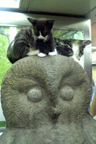 いけふくろうに猫！