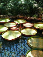 熱帯植物園内