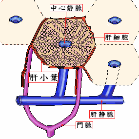 肝小葉