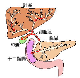 胆汁の流れ