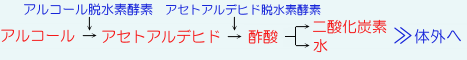 肝臓によるアルコールの解毒