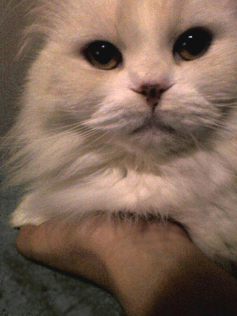 手乗り猫