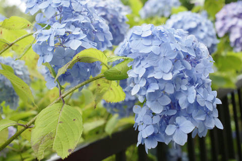 _IGP9467.JPG