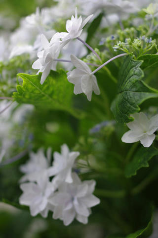 _IGP9491.JPG