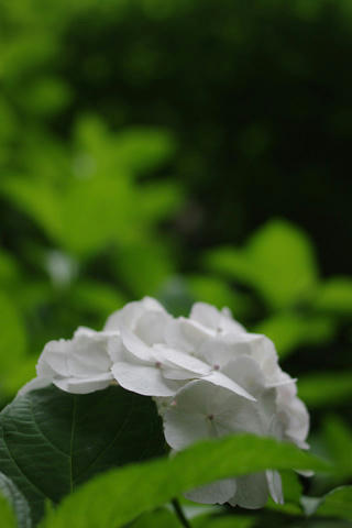 _IGP9499.JPG