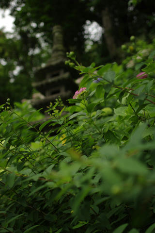 _IGP9518.JPG