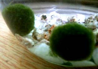 marimo.JPG