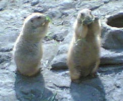 カオスの中の癒し