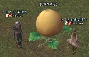 大きな桃に育ちました