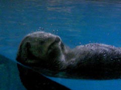ららら・ら～っこ♪