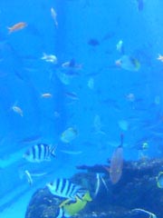 お魚さん