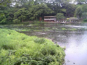 柿田川公園