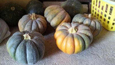 kabocha.jpg