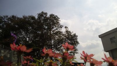 pinkhana2.jpg