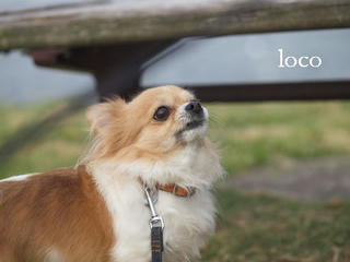 lo0001.jpg