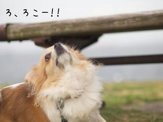 lo0003.jpg