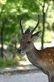 s-crw_5079_jfr.jpg