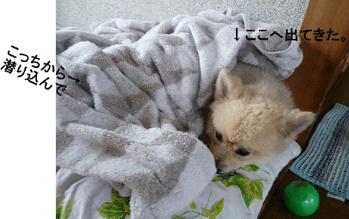 img20080817173332954.gif