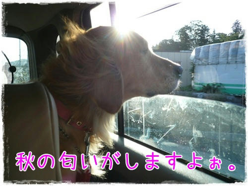 img20090922185737992.jpg