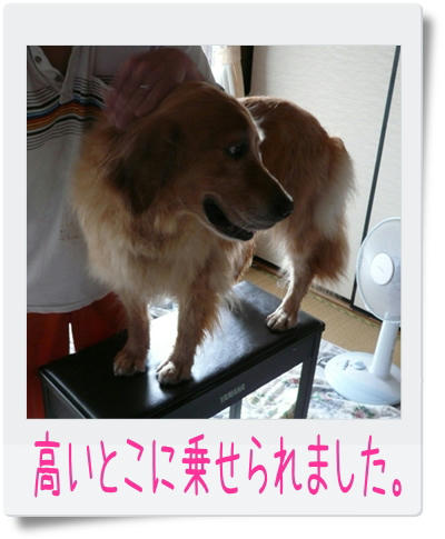 img20090706180230947.jpg