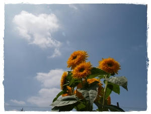 img20090501202931629.jpg