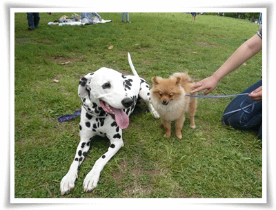 img20090503204310381.gif