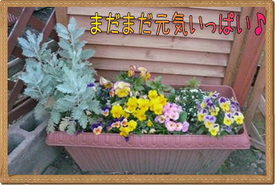 img20090426210724356.jpg