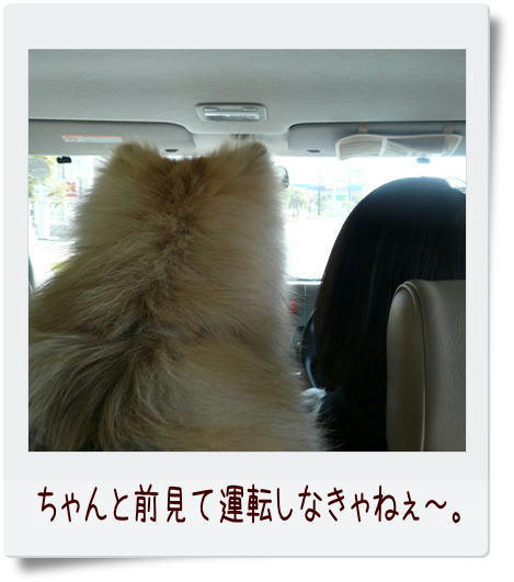 img20090330155201144.jpg