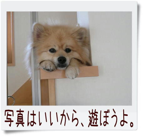 img20090330162029546.jpg