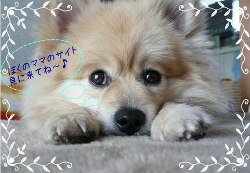 img20090224213029127.jpg