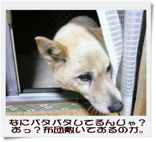 img20081203205908920.jpg
