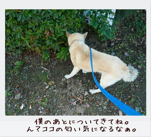 img20081124201015974.jpg