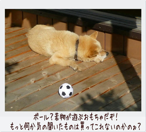img20081129191141018.jpg